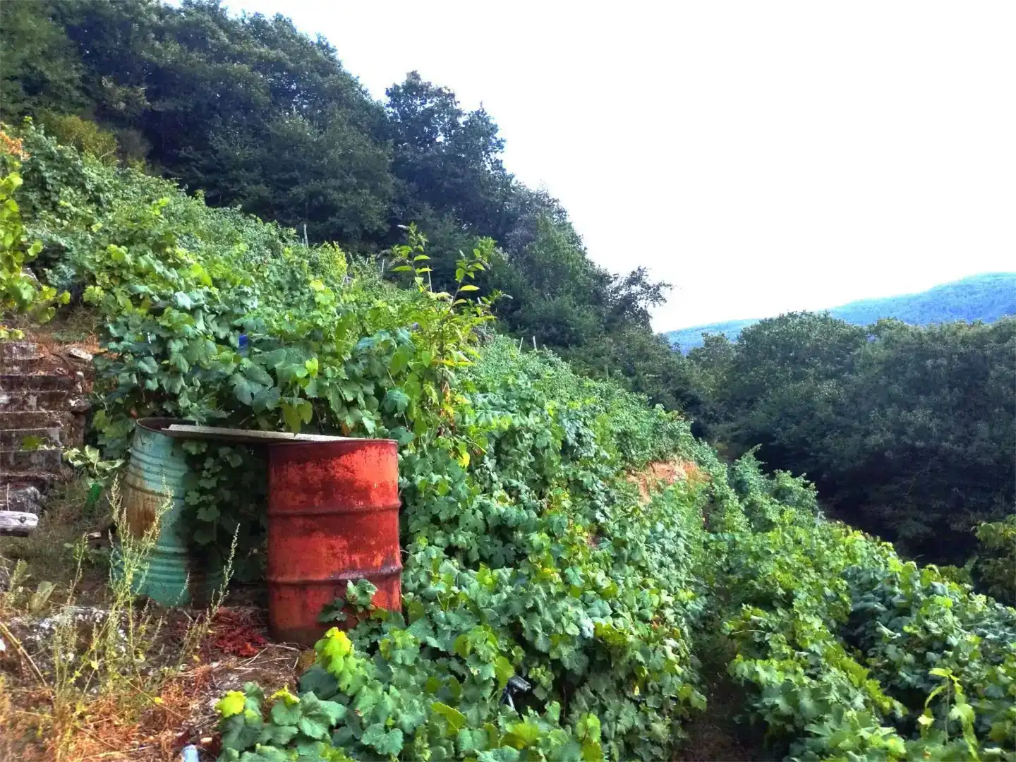 Jardín de Terreno en venta en O Saviñao 