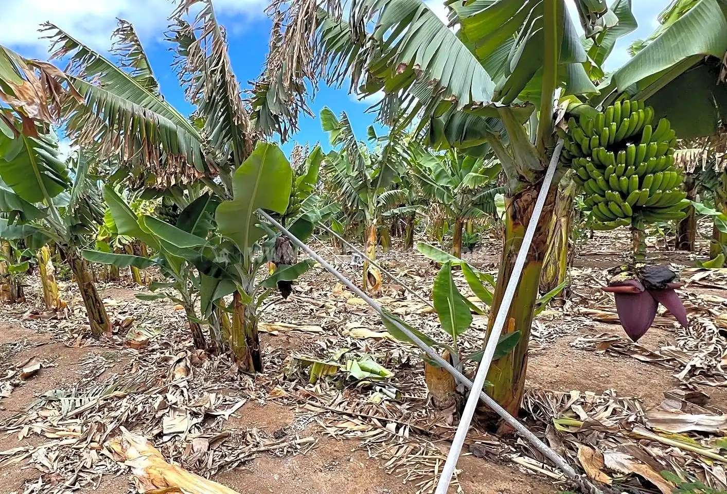 Finca rústica en venta en Los Silos con Jardín privado y Terraza
