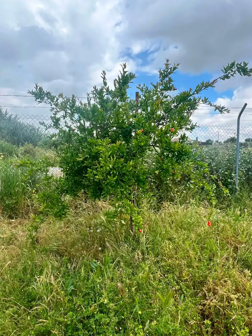 Casa rústica amb jardí en venda a Calle HINOJOS -POLIGONO EL PEZON, imagen 4
