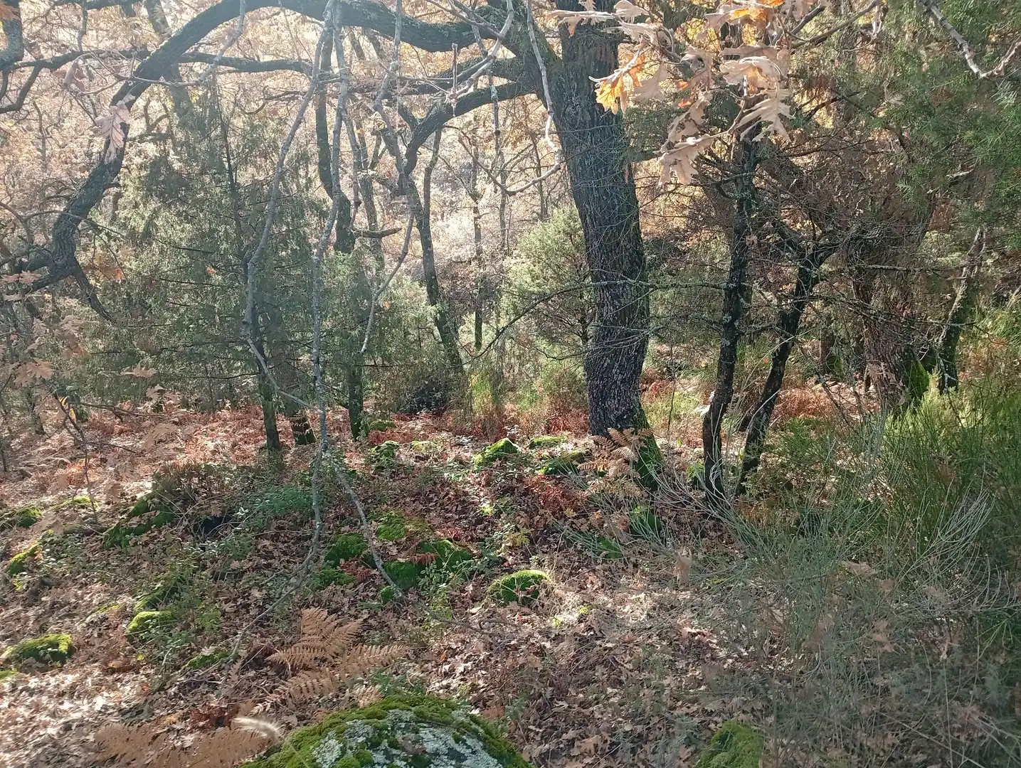Terreni e lotti in vendita a Villanueva de la Vera, imagen 3