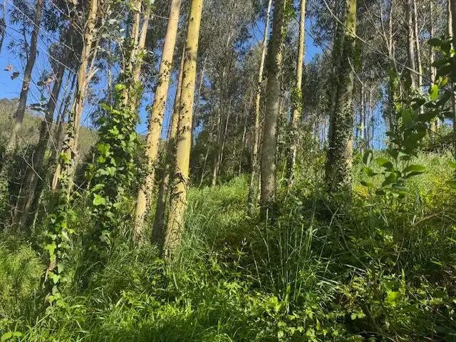 Vista exterior de Casa o xalet en venda en Castropol