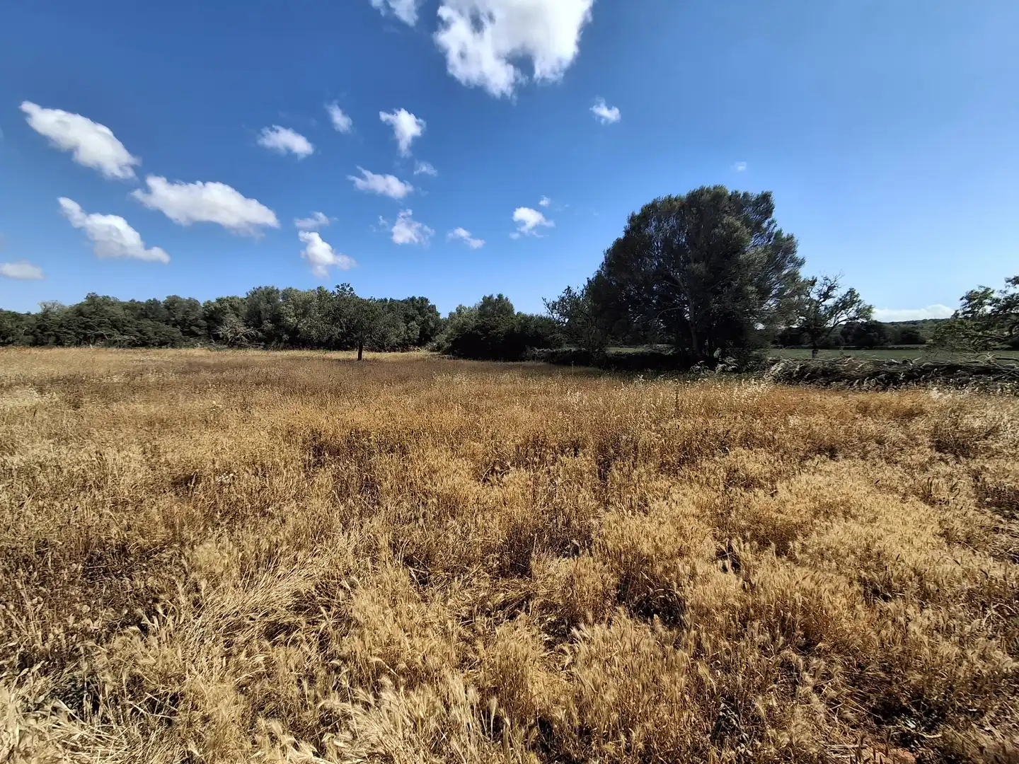 Rural land for sale in Felanitx Poble, imagen 2