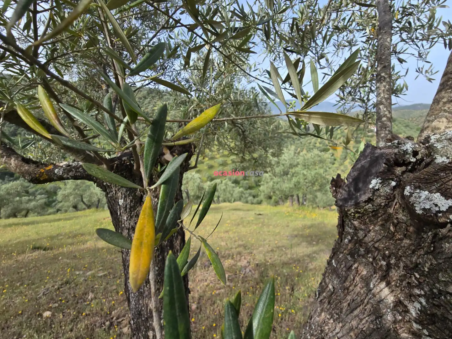 Finca rústica en venta en Pozoblanco