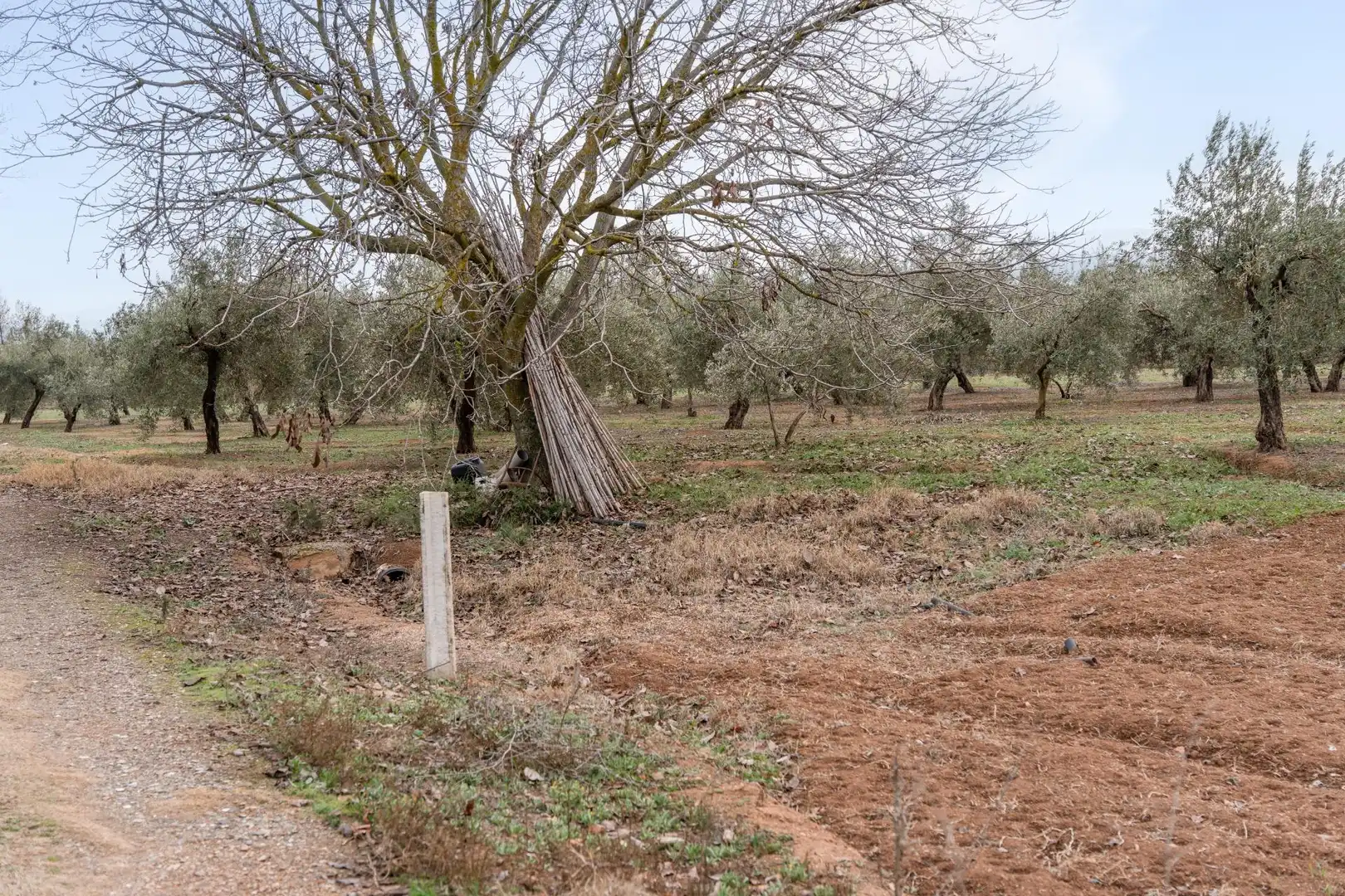 Terrenys i solars en venda a Polígono 23 Parcela 63 LA ZANJA. ALBOLOTE (GRANAD 23, imagen 15
