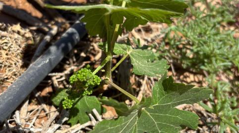 Photo 4 of Residential for sale in  Polígono 6 Parcela 295 Rosa Vieja. la Oliva (las , 6, La Oliva pueblo, Las Palmas