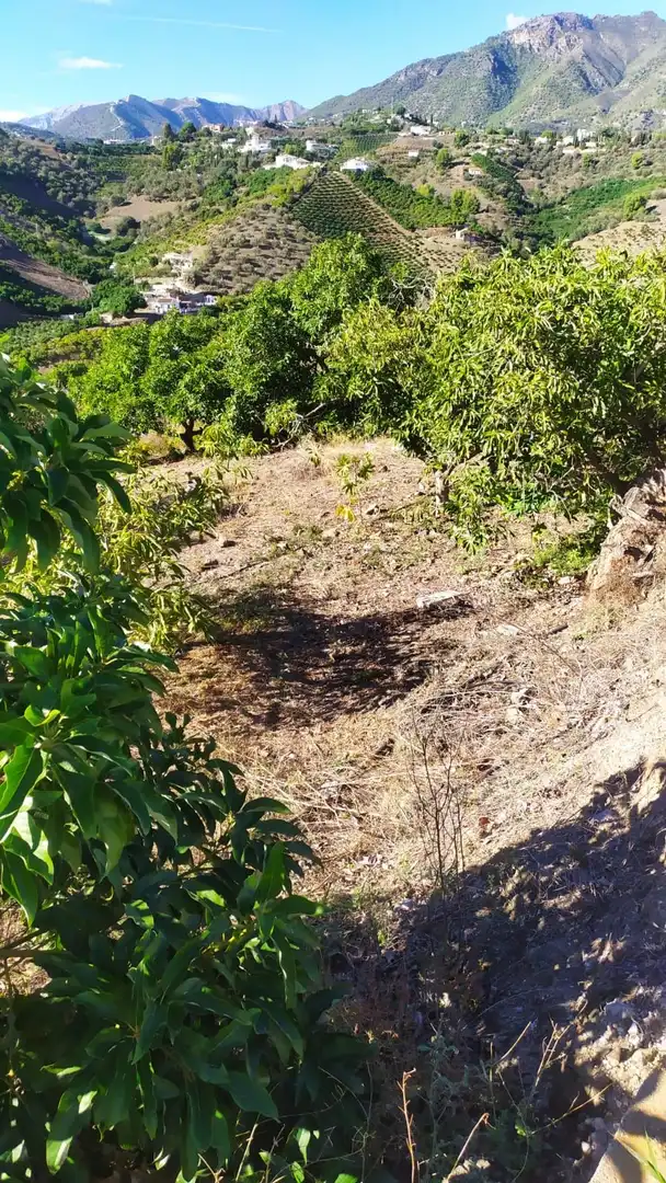 Rural land for sale in Frigiliana, imagen 2