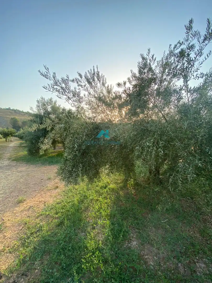 Casa o xalet en venda en Alcaudete amb Jardí privat, Traster i Piscina
