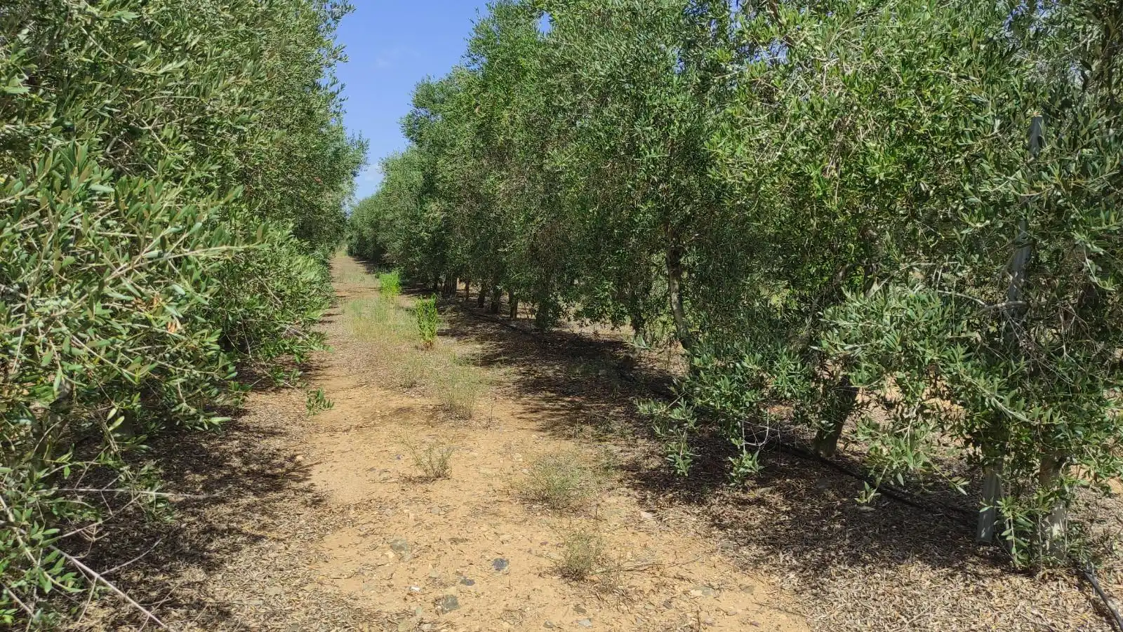 Finca rústica en venta en de les Hortes, Montbrió del Camp