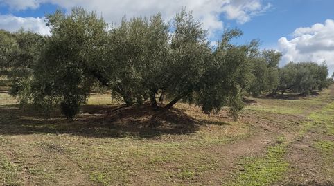 TERRENO CON NAVE, imatge 2
