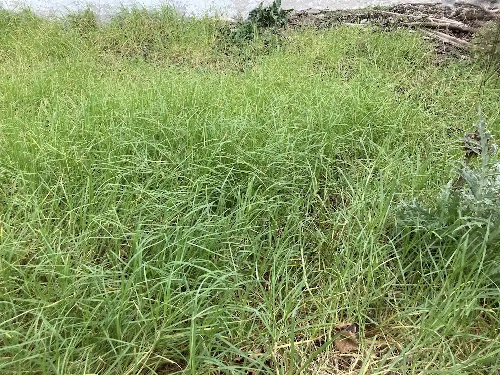 Terreni e lotti in vendita a Los Barrios, imagen 10