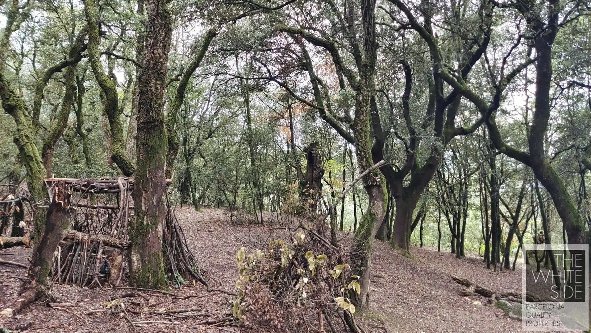 Terrenos y solares en venta en Viladrau, imagen 22