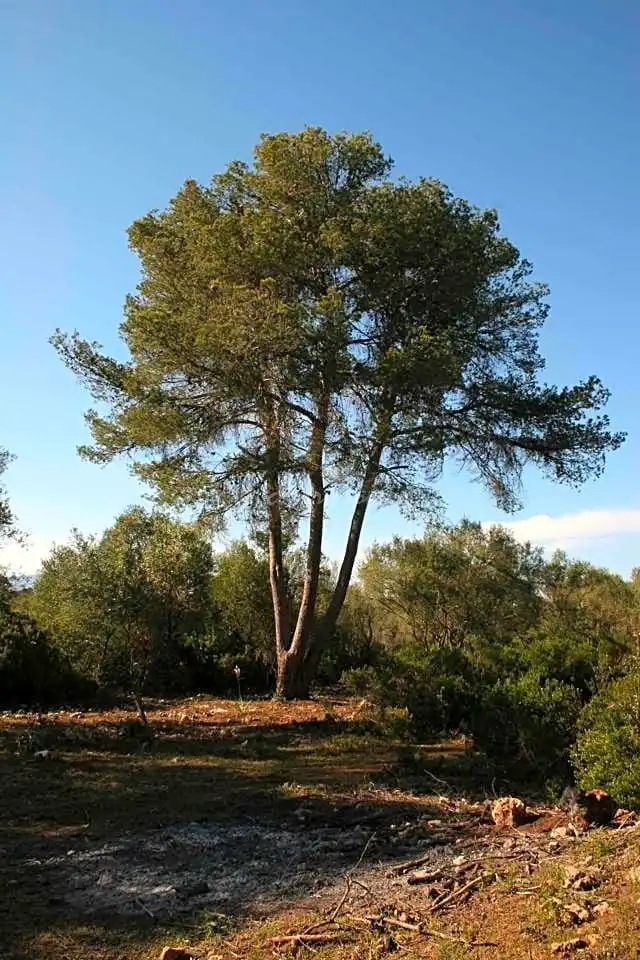 Landhaus zum Verkauf in De Sineu, imagen 43