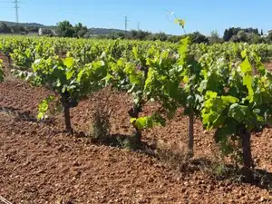 Terreno en venta en Santa Oliva