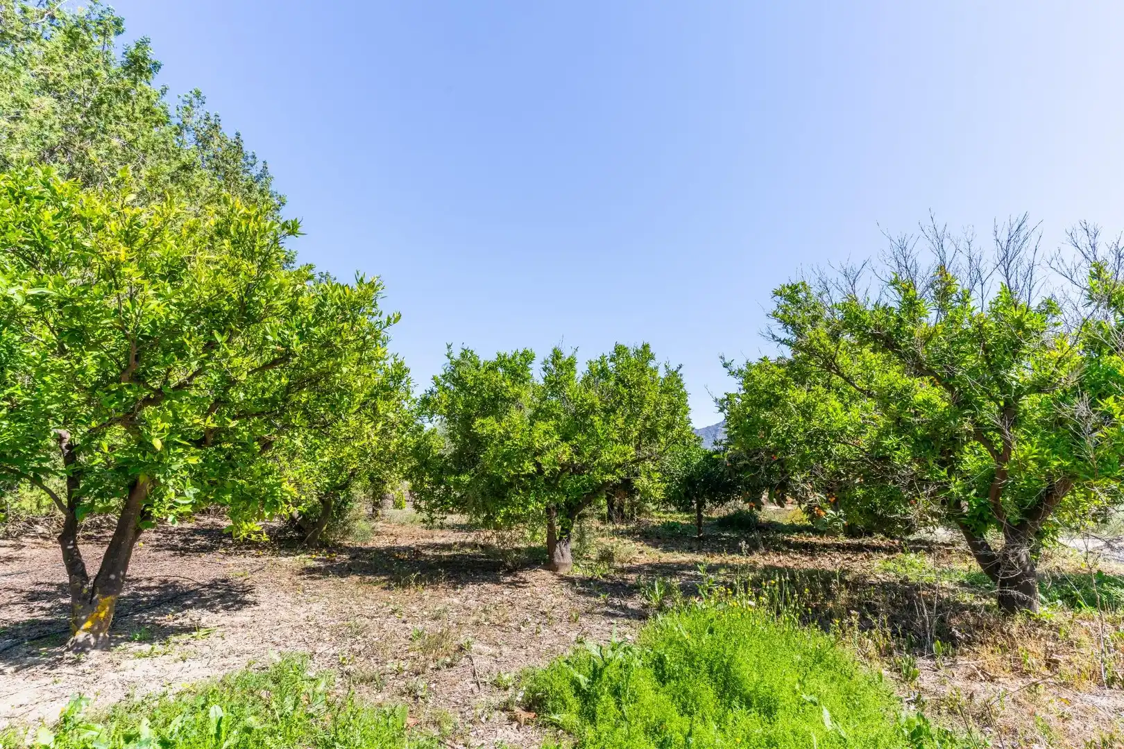 Terreno en venta en Tíjola