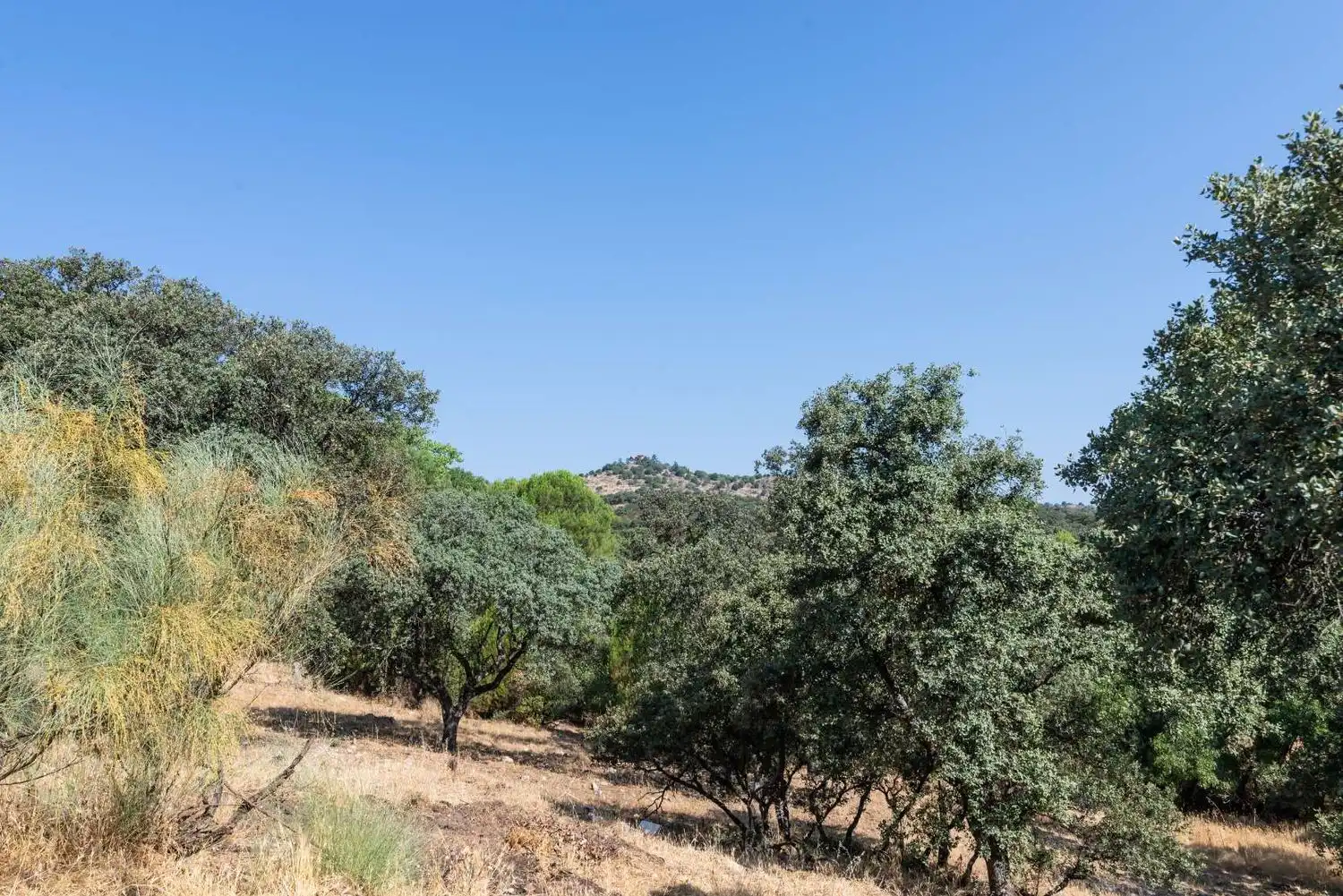 Chalet con piscina en venta en Molino de la Hoz, imagen 63