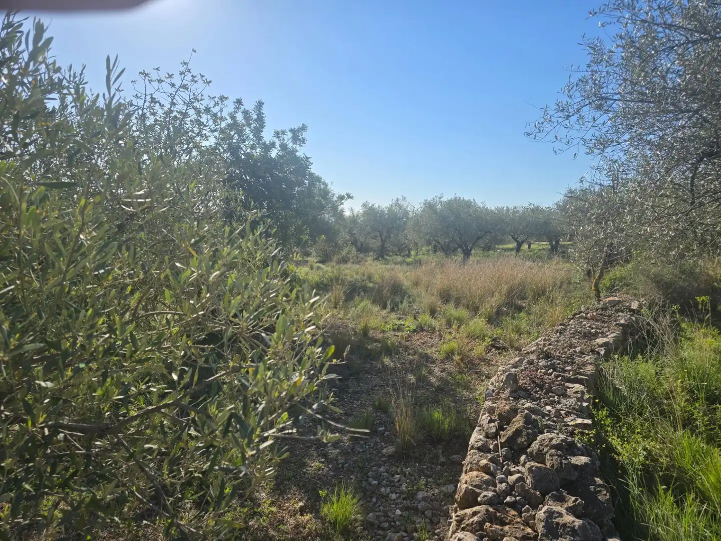 Terreno rustico in vendita a Alcanar, imagen 5