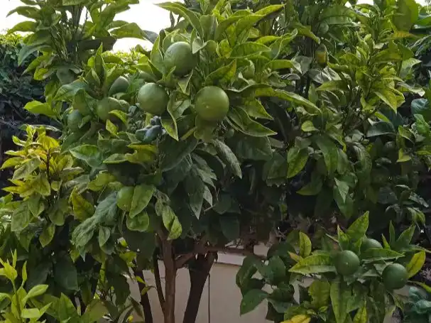 Jardí de Pis en venda en Orihuela amb Aire condicionat i Terrassa