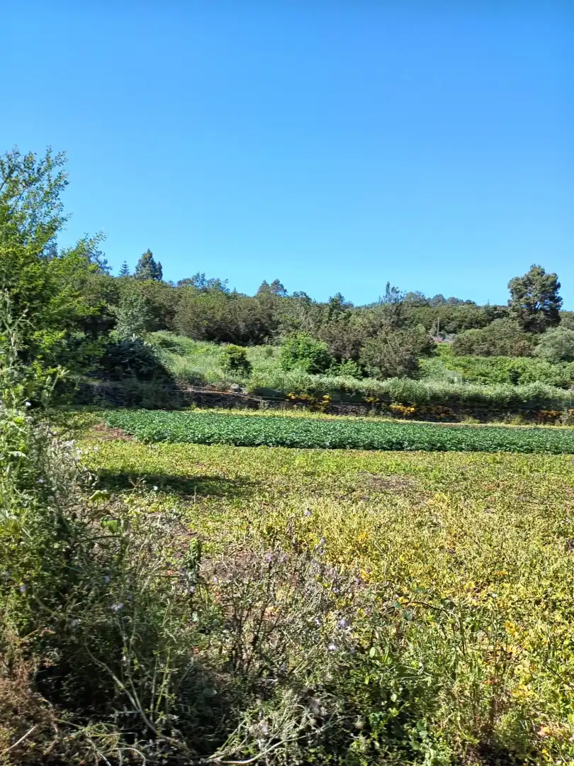 Finca rústica en venta en Garachico