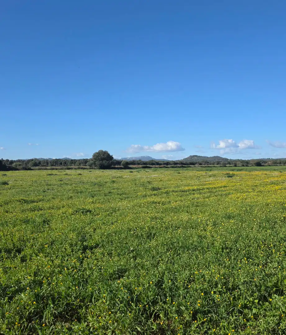 Land for sale in Porreres