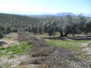 Terreno rustico in vendita a Moclín