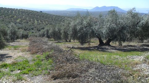 MAGNÍFICA FINCA DE OLIVOS MARTEÑO CON TOMA DE LUZ