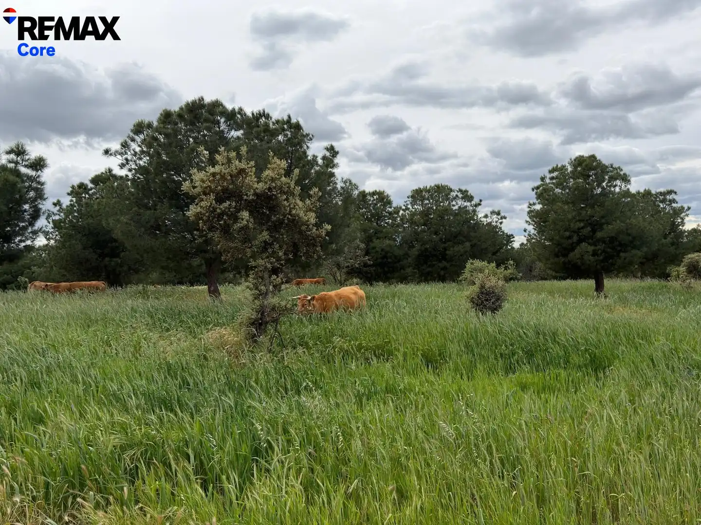 Land for sale in Valencia de las Torres