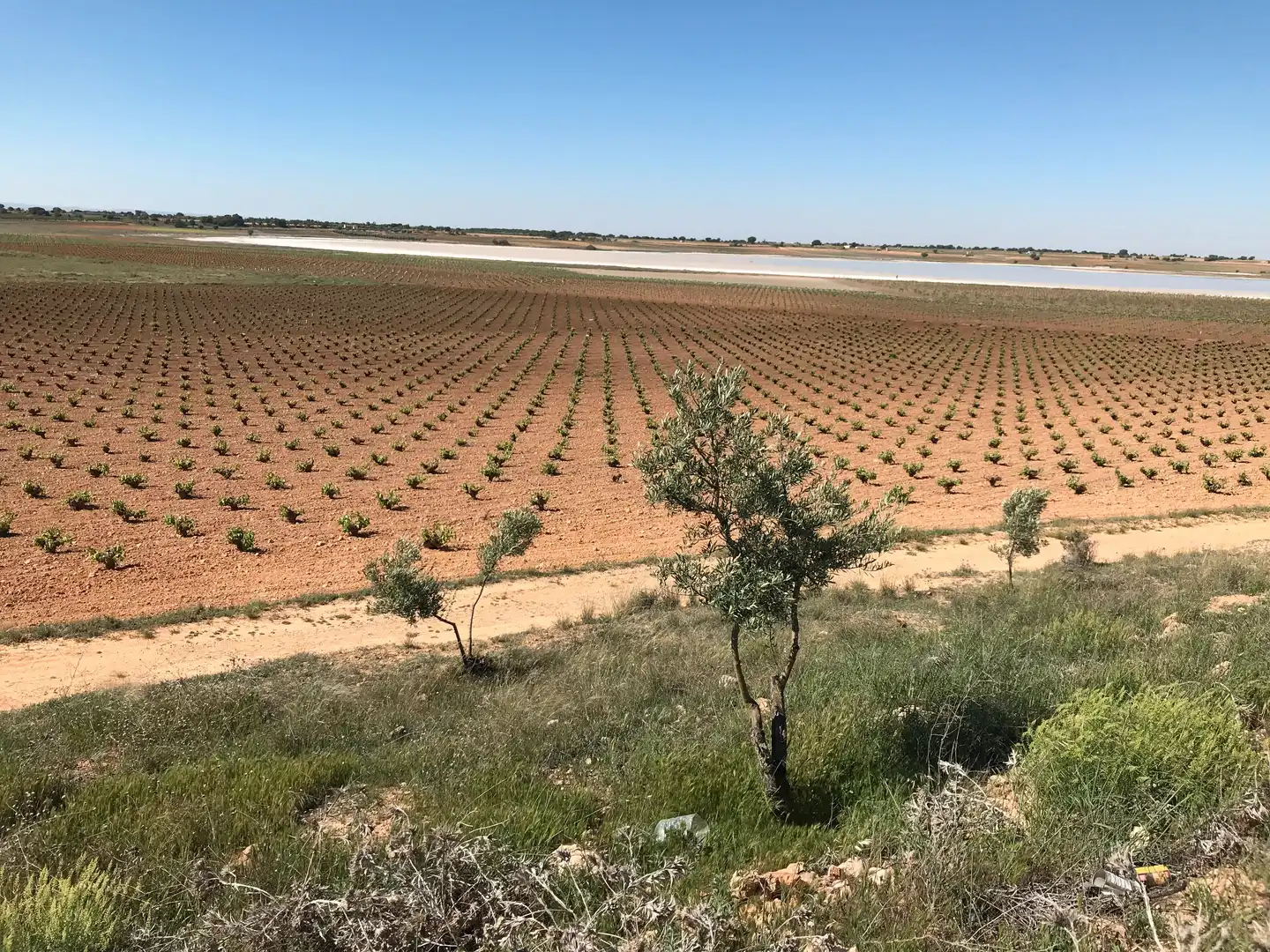 Terrenys i solars en venda a Mota del Cuervo