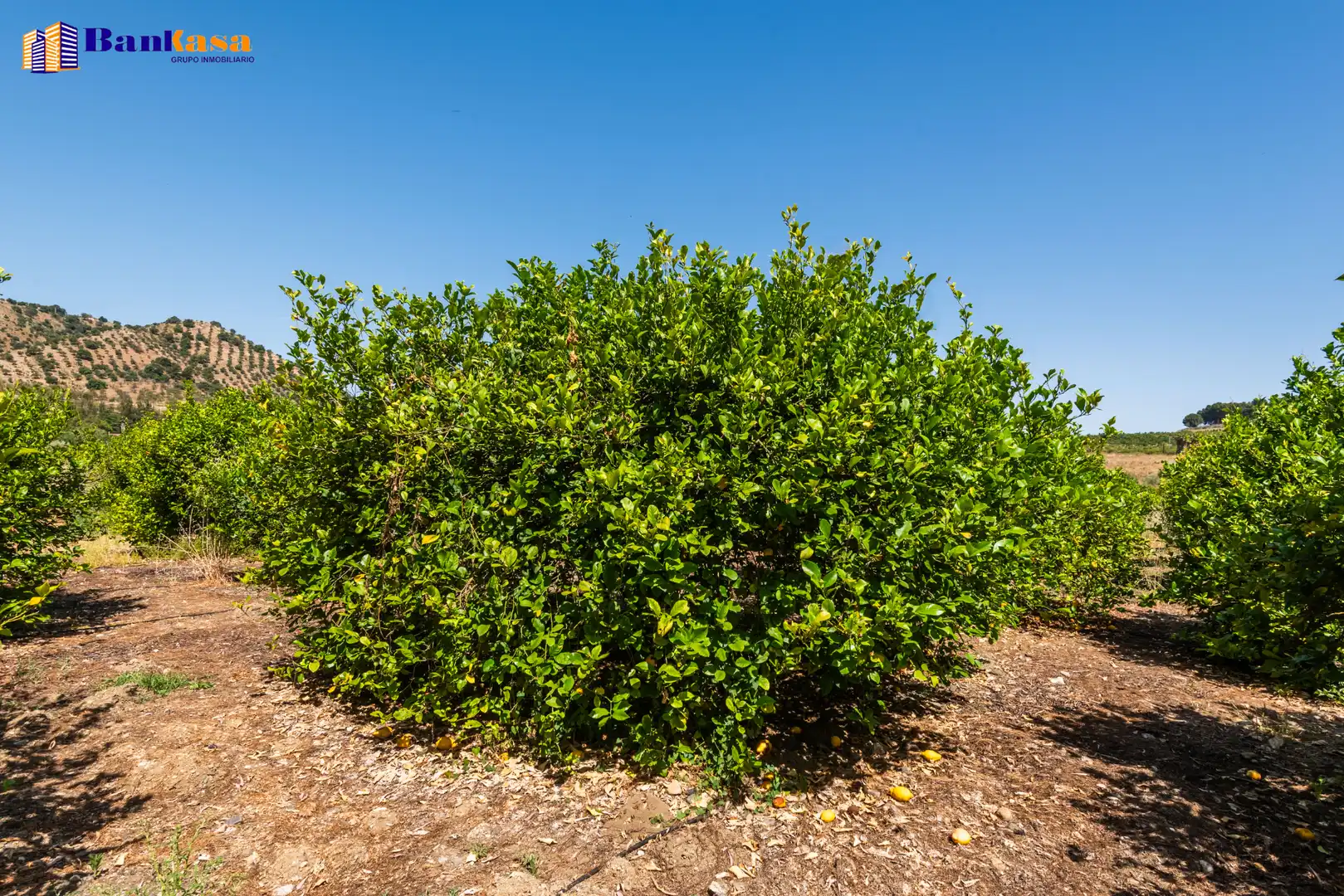 Terreno en venta en Pizarra