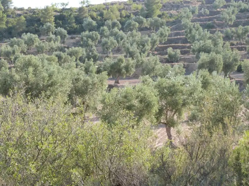 Finca rústica en venta en Calaceite
