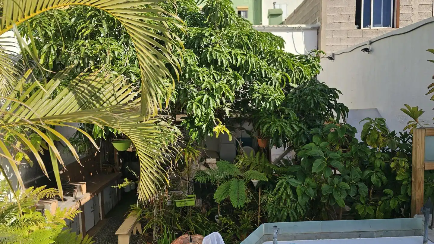 Jardí de Casa o xalet en venda en Santa Lucía de Tirajana amb Jardí privat, Terrassa i Piscina