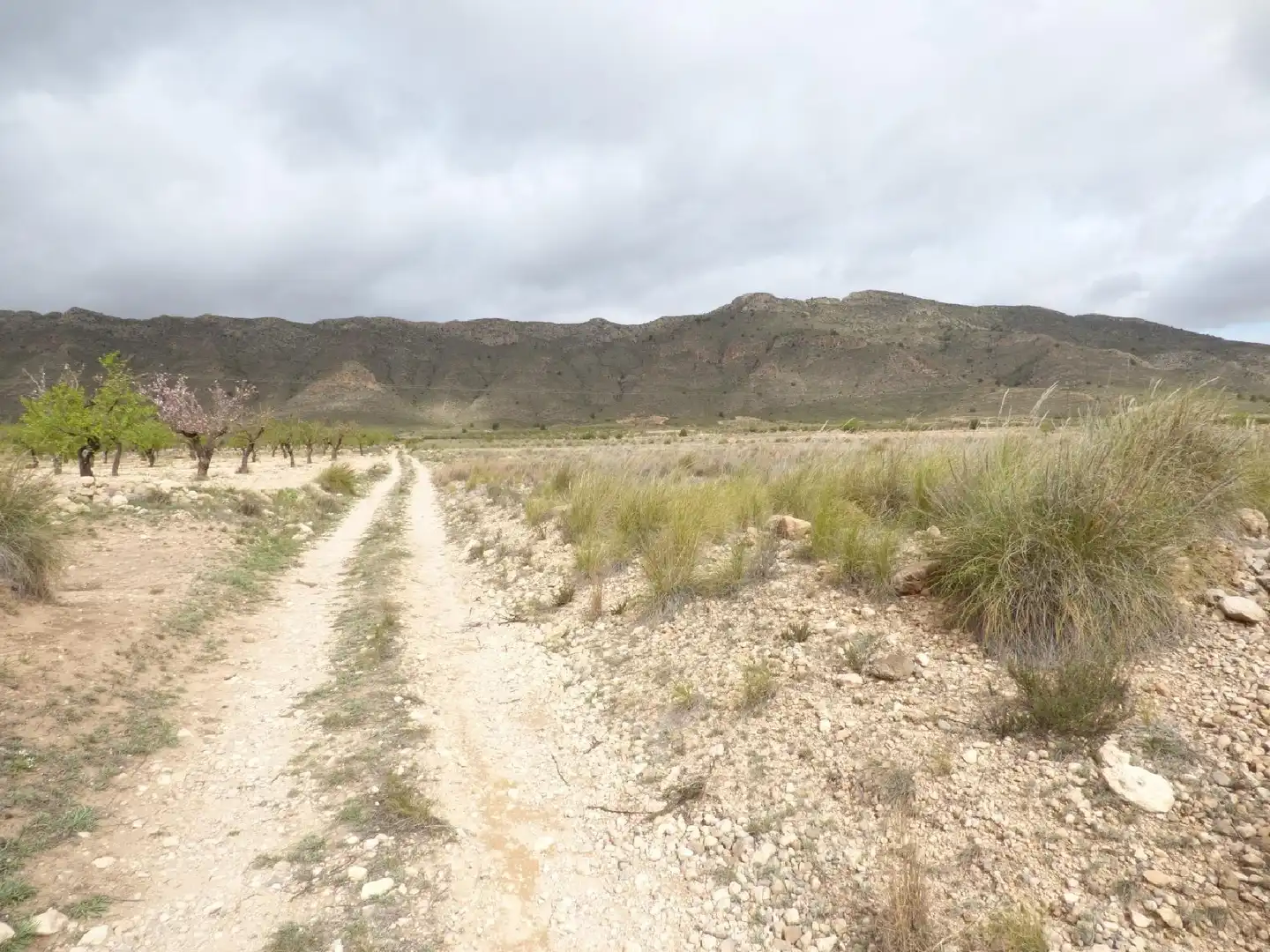 Rustikales Grundstück zum Verkauf in Jumilla, imagen 12