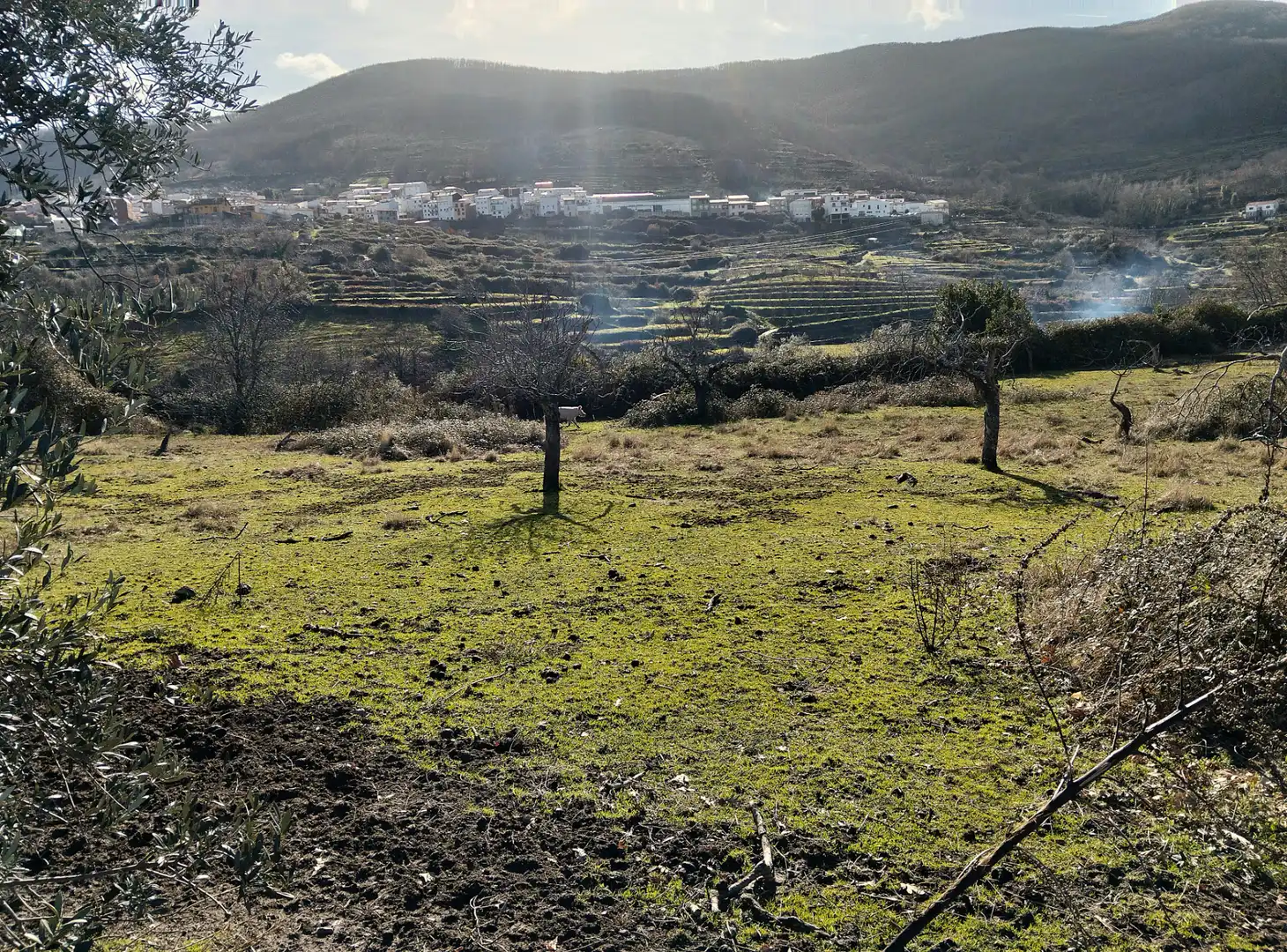 Terreno en venta en Casas del Castañar