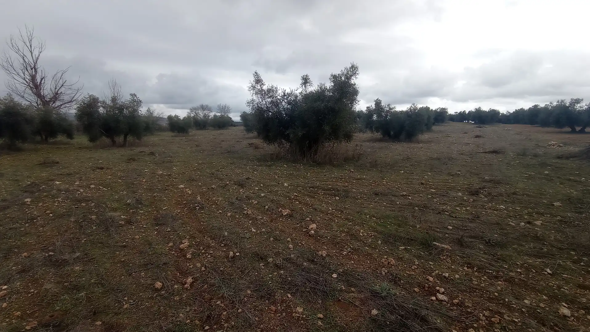 Terreny rústic en venda a Miguelturra, imagen 3