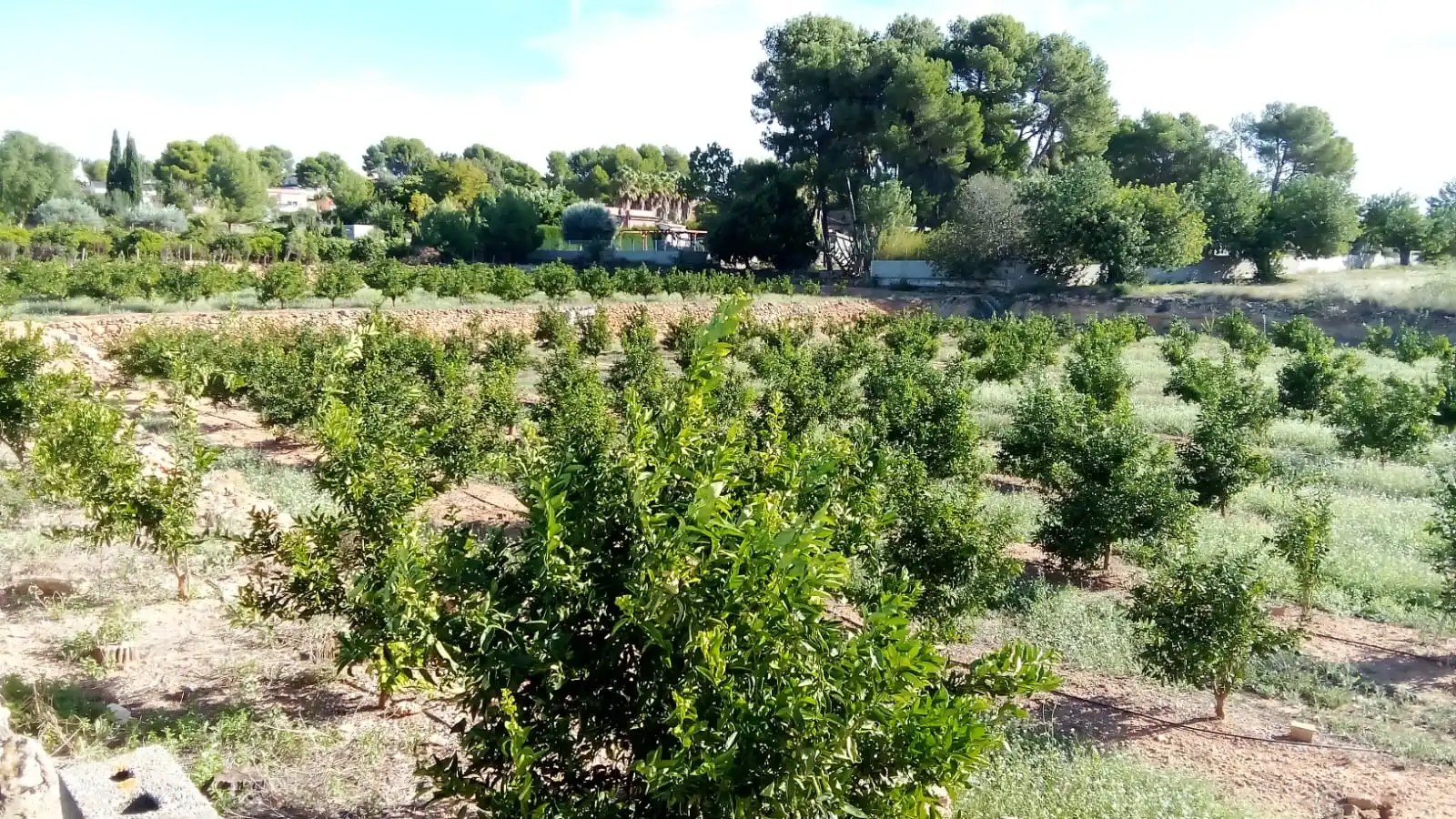 Terreno rústico en venta en Montserrat, imagen 11