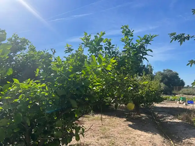 Terrain rustique à vendre à Avenida de Riola, imagen 25