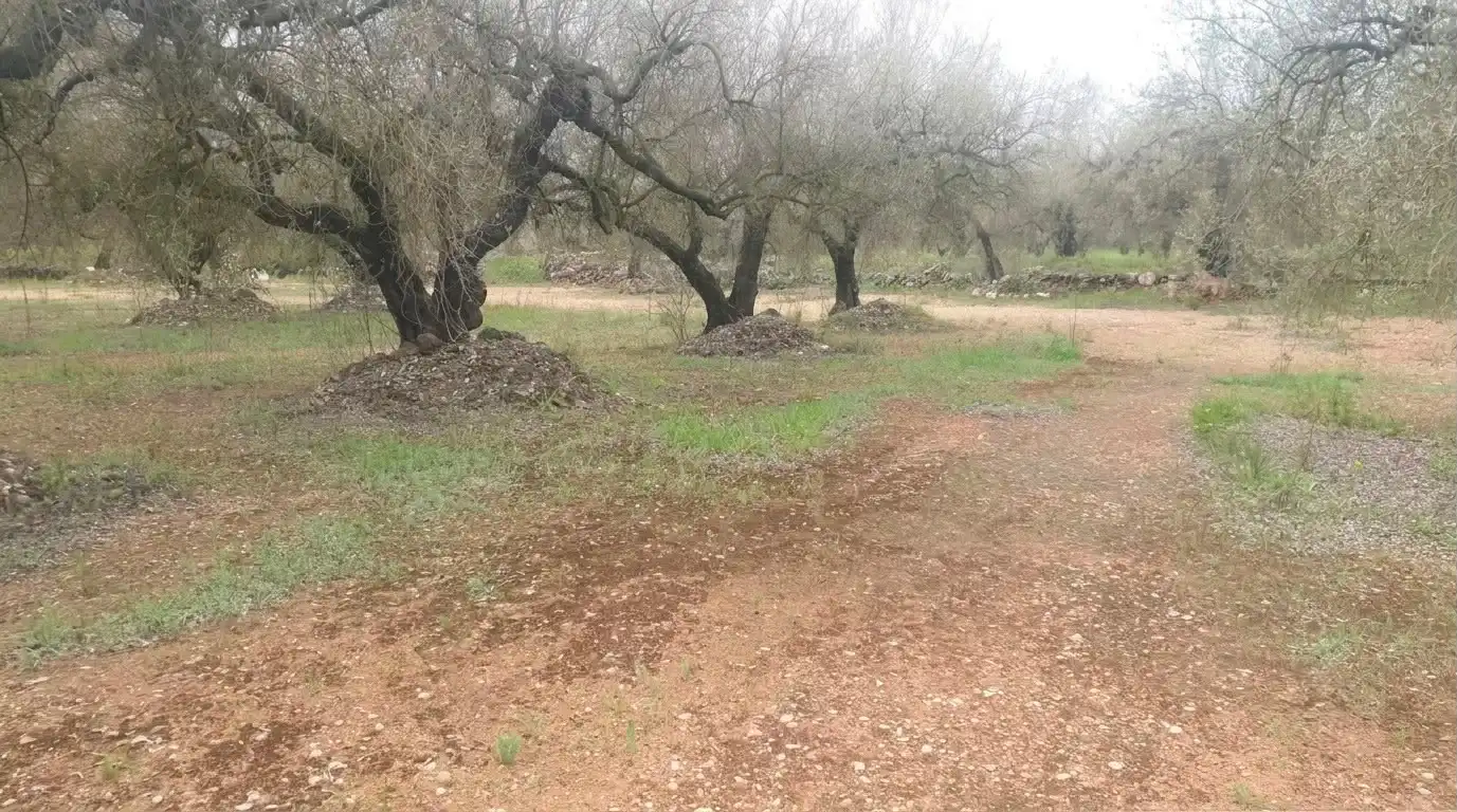 Rustikales Grundstück zum Verkauf in Ulldecona
