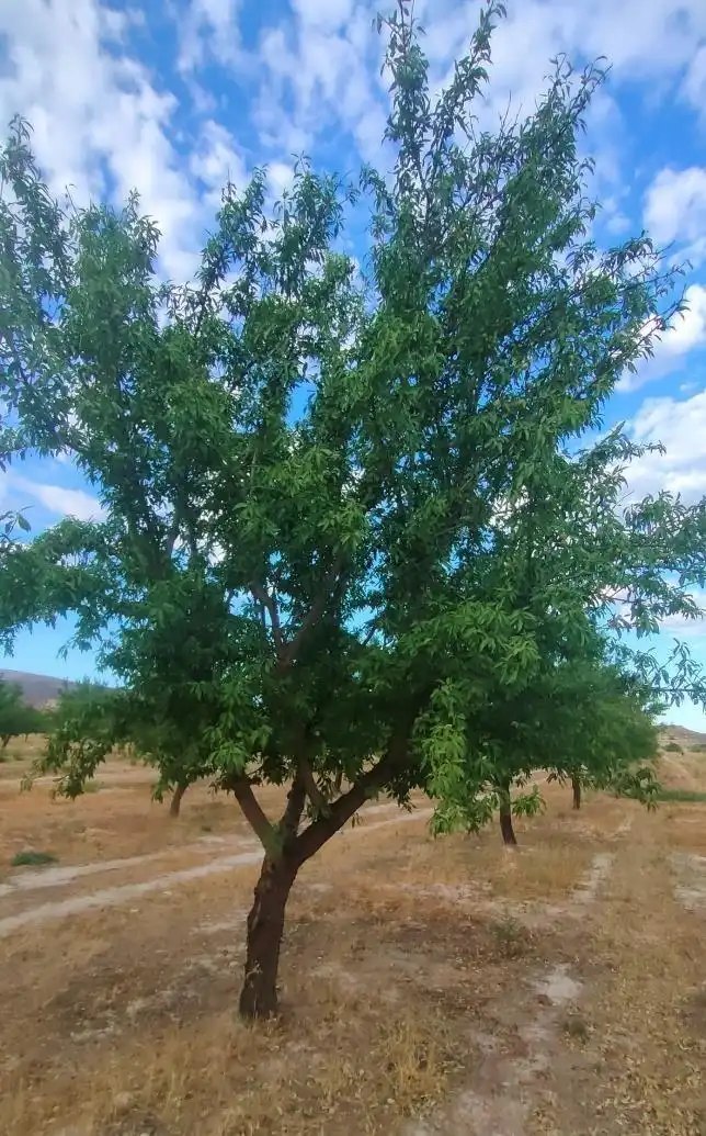 Vista exterior de Terreno en venta en Huélago