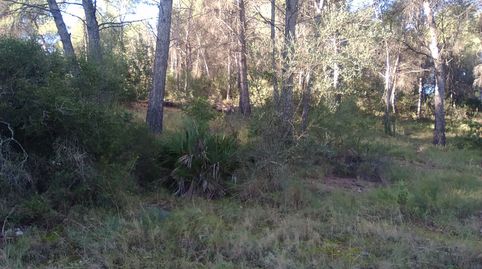 Parc. Rúst. en venta en Montaña., immagine 3
