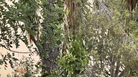 Foto 2 de Casa o xalet en venda a Cas Català - Illetes, Calvià