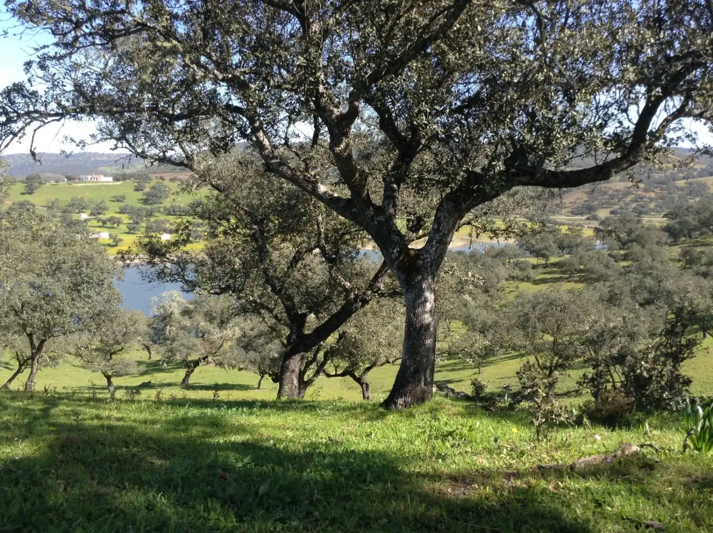 Terrains et parcelles à vendre à Corteconcepción, imagen 7
