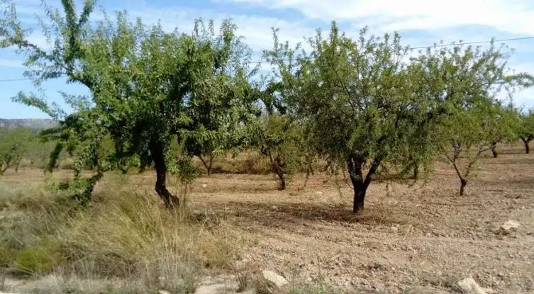 Lands and plots for sale in Paraje Ardal, imagen 8
