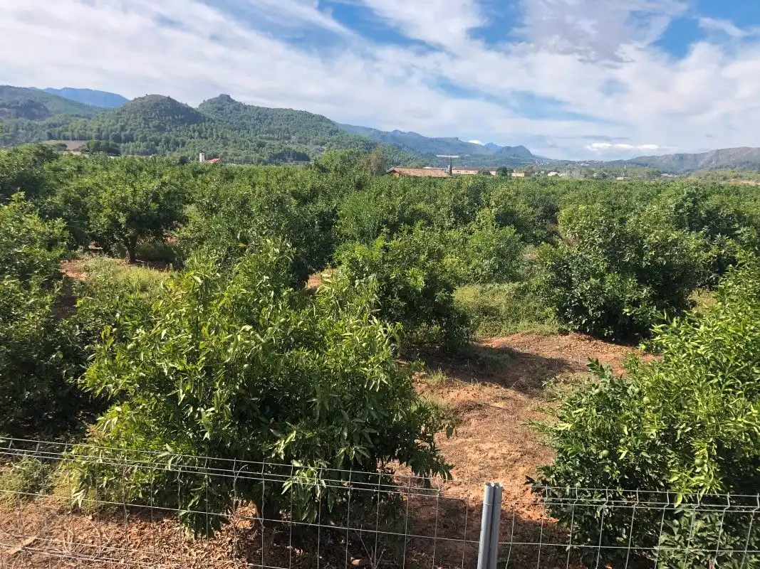 Terreny rústic en venda a Palma de Gandia, imagen 19