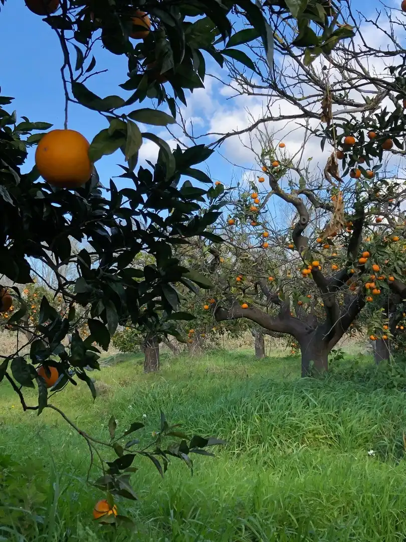 Jardí de Finca rústica en venda en Xerta amb Calefacció