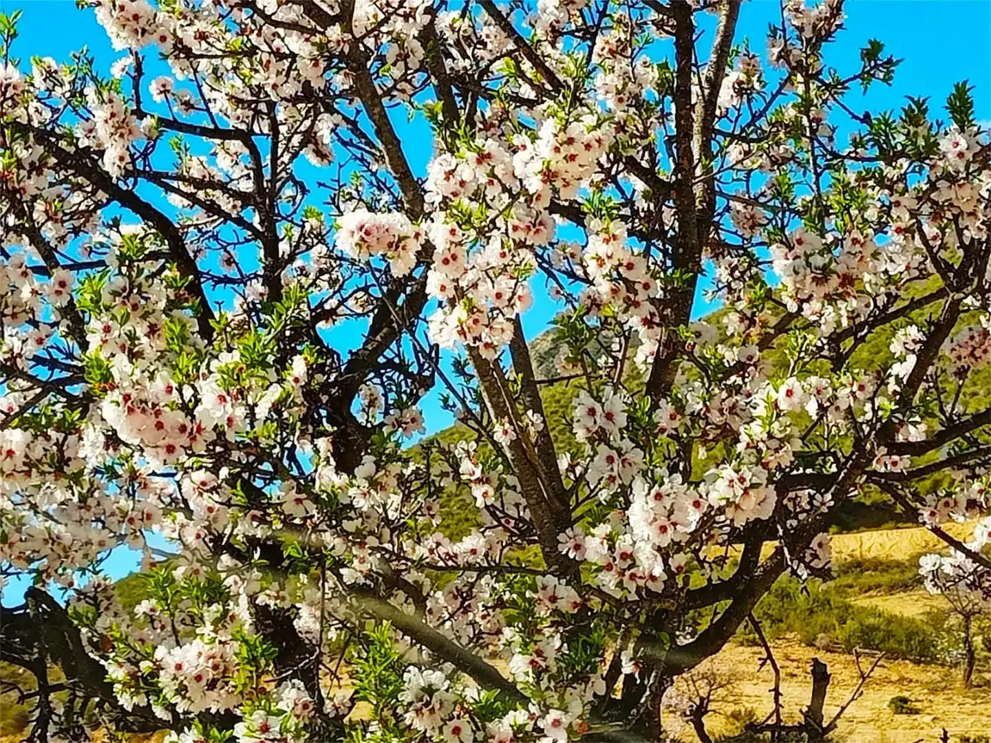 Garden of Land for sale in Lorca