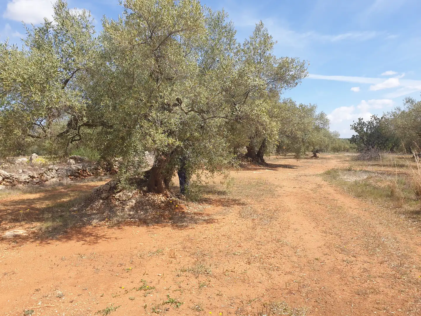Rural land for sale in Carrer València, imagen 3