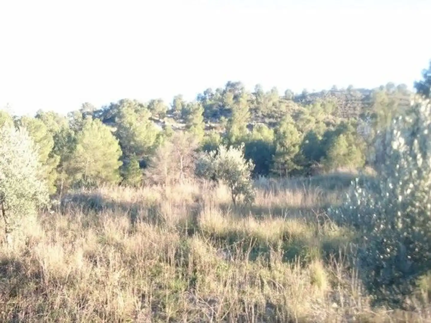 Terreni e lotti in vendita a Moratalla, imagen 12