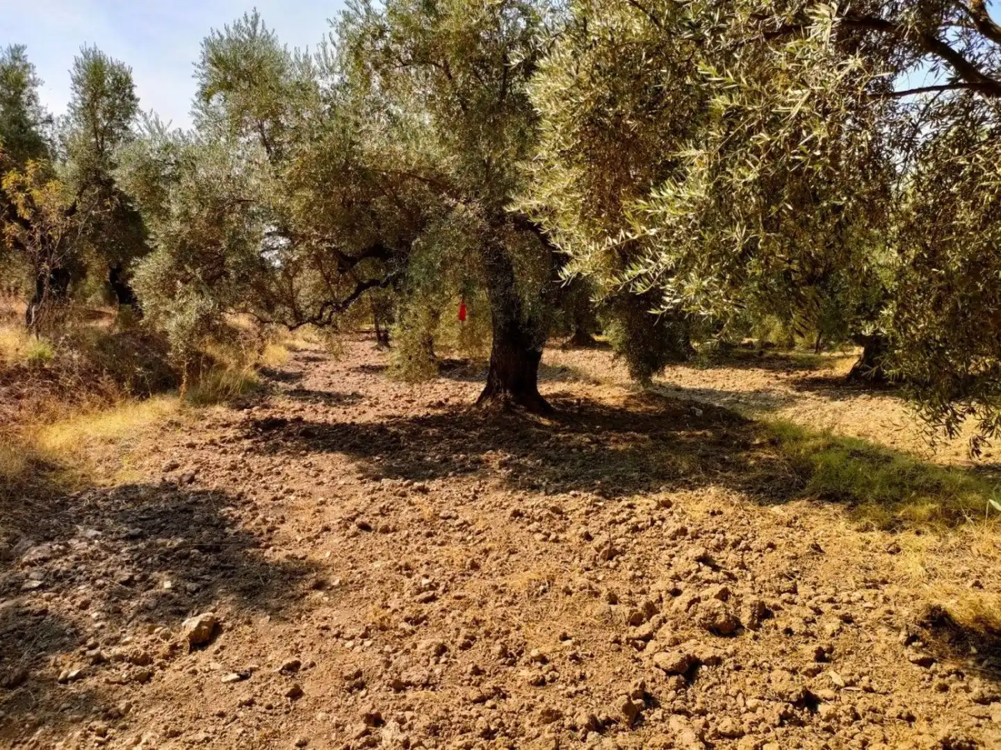 Grundstücke und Bauplätze zum Verkauf in Ugíjar, imagen 9