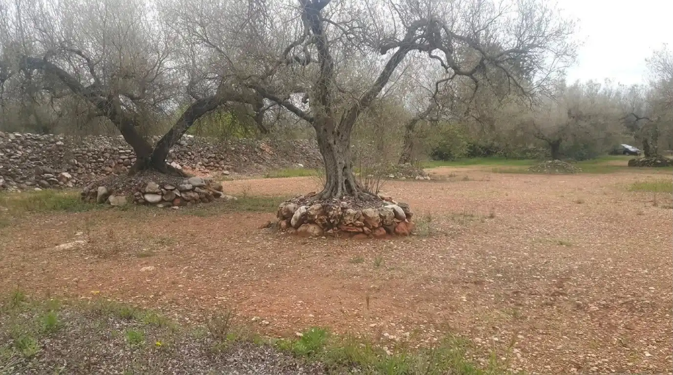 Rustikales Grundstück zum Verkauf in Ulldecona, imagen 2