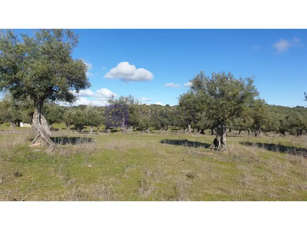 Houses for sale in Diseminados S Miguel, Alcántara