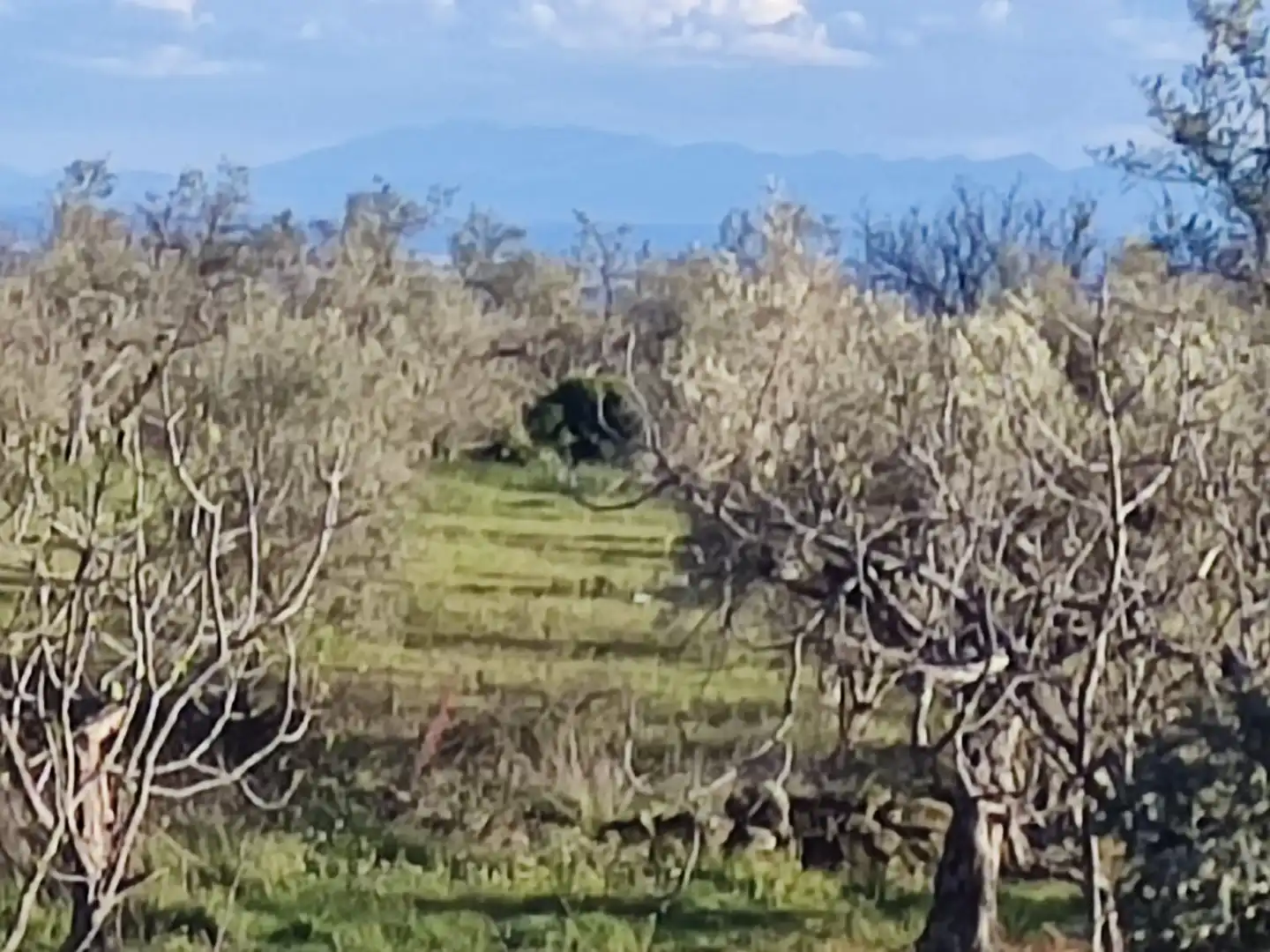Terreni e lotti in vendita a Navalmoral de la Mata, imagen 2